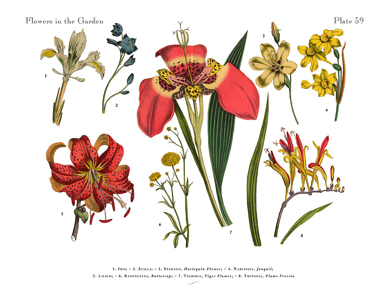 奇异的花的花园，维多利亚植物学插图图片下载