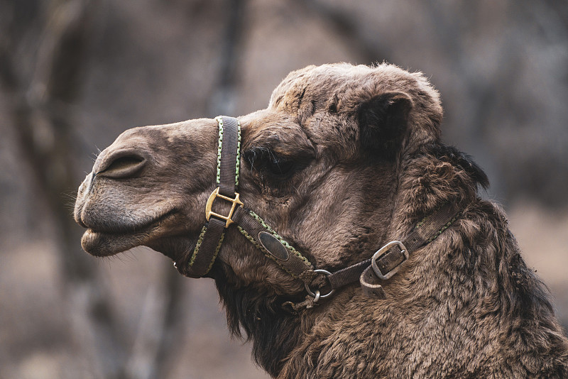 动物园里可爱的动物:骆驼图片下载