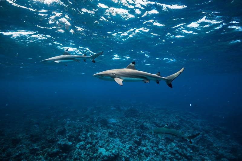 黑色尖鲨游泳在明亮的水近水面图片素材