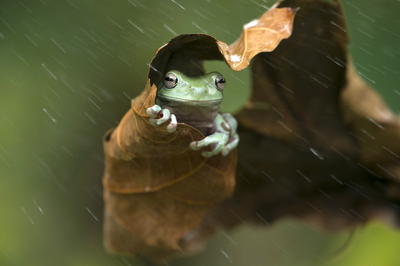 印度尼西亚，雨中的青蛙躲在一片树叶下图片下载