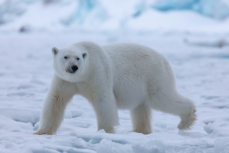 近距离拍摄的北极熊行走和看向右边图片下载