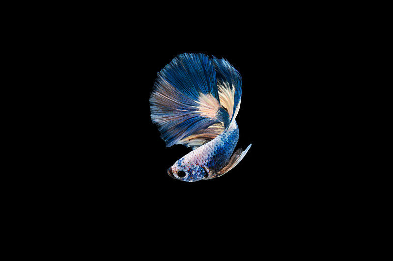 美丽多彩的暹罗斗鱼图片下载
