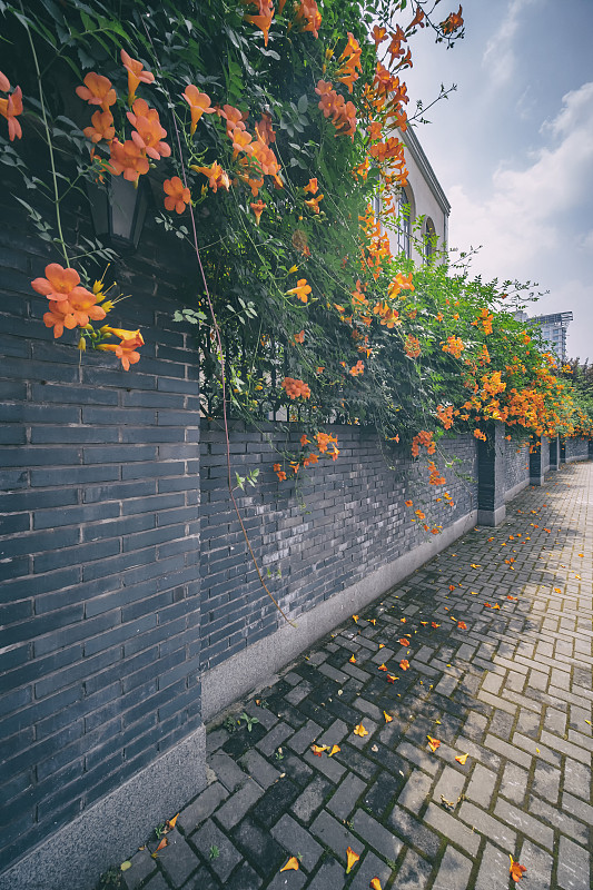 中国杭州的花墙图片下载