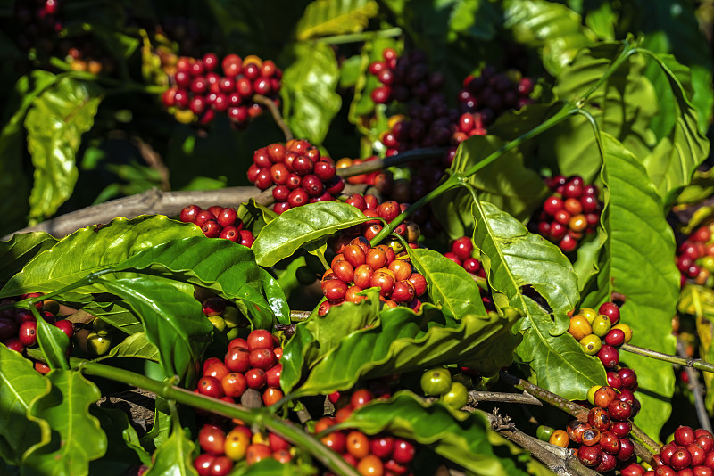 越南嘉来农场树上的咖啡豆。图片素材