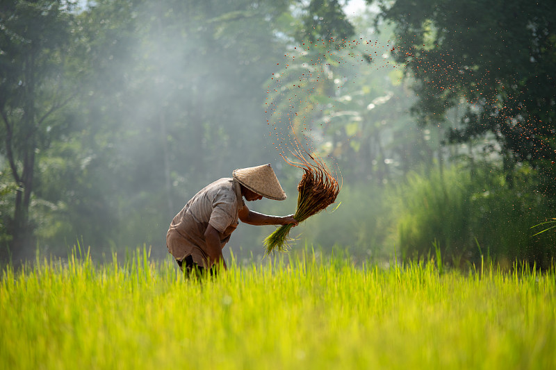 农民在有机稻田种植水稻。图片下载