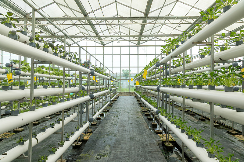 蔬菜生长在温室里图片下载