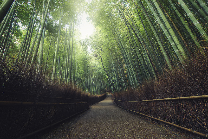日本京都的岚山竹林图片下载
