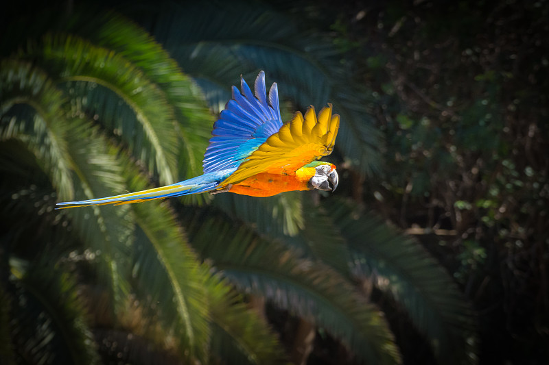 五颜六色的金刚鹦鹉在天空湛蓝的树林中飞翔。Ara ararauna物种图片下载