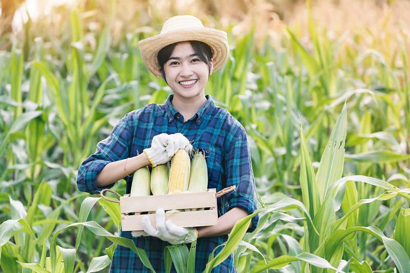 一个女人在农场的木制容器里拿着玉米的肖像图片素材