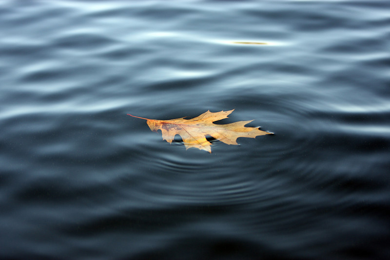 掉落的橡树叶刚好碰到水面图片下载