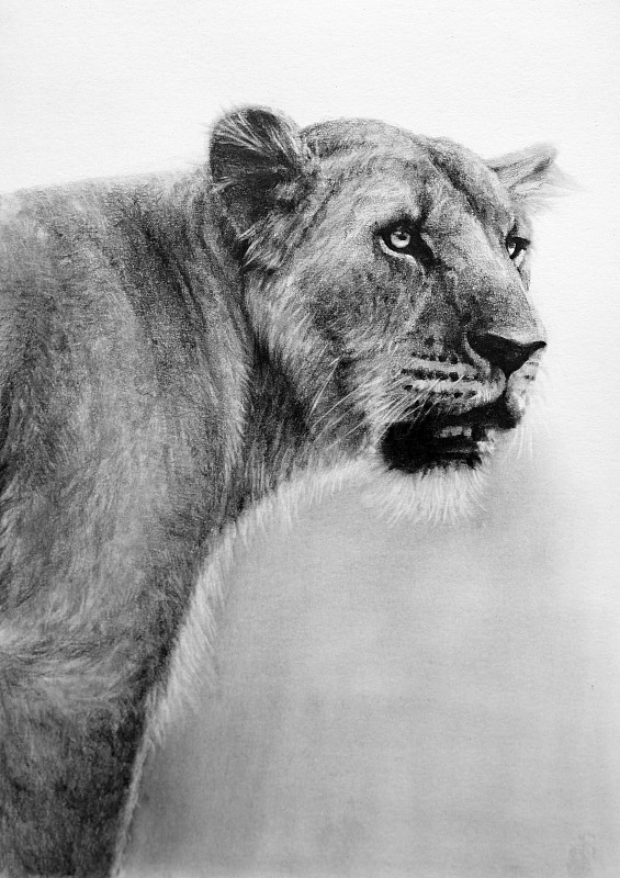 狮子的铅笔画画图片下载