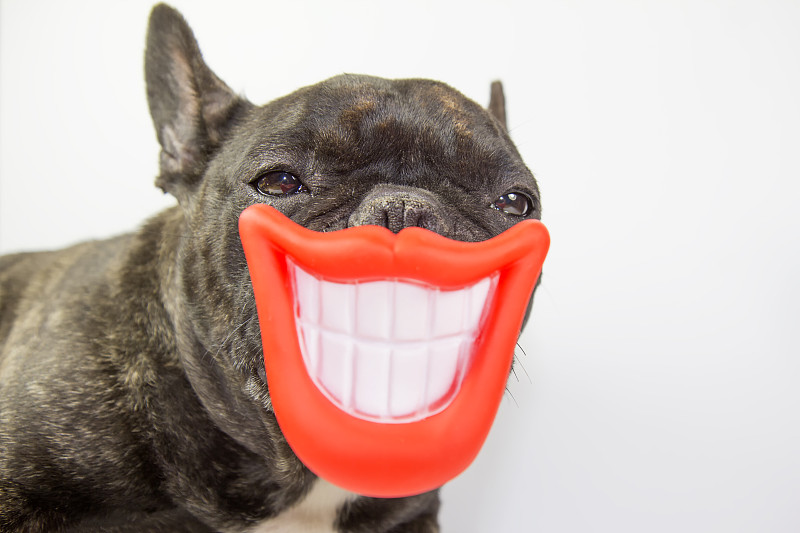 狗微笑着，张开嘴露出牙齿图片素材