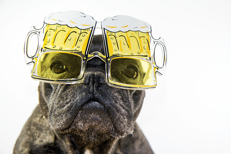 狗和几杯啤酒图片素材