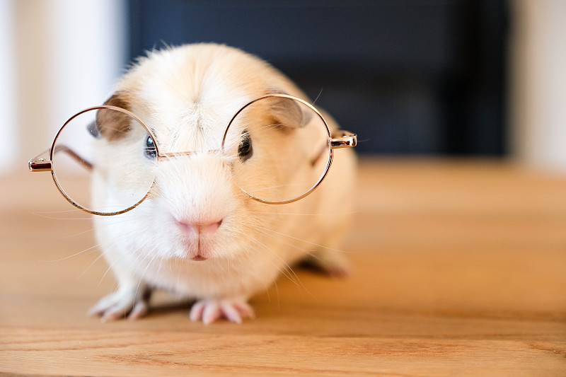 戴眼镜的豚鼠图片下载