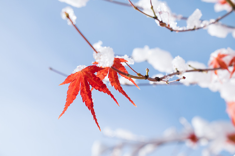 红色和黄色的秋天枫树覆盖在雪在川内池子湖，日本图片下载