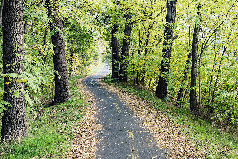 空的自行车道穿过秋天的森林图片下载