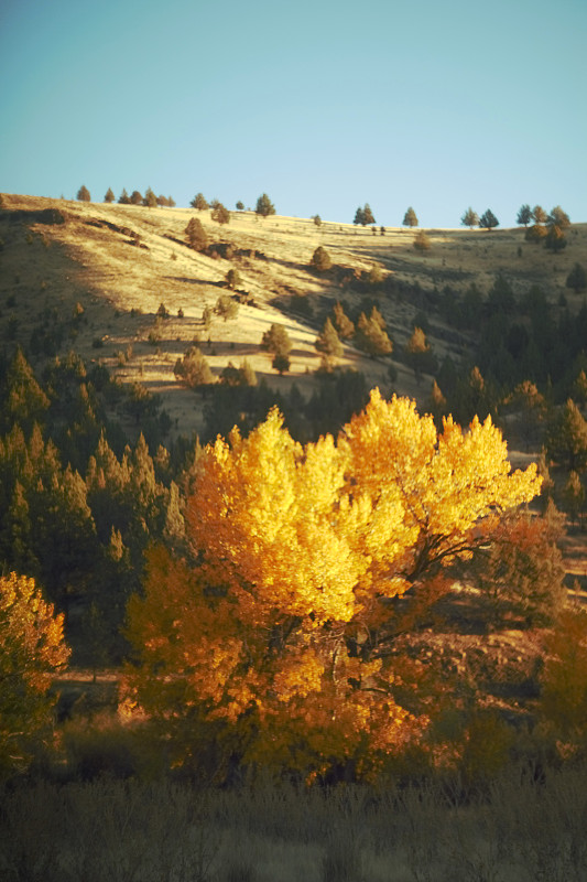 秋季景观图片下载