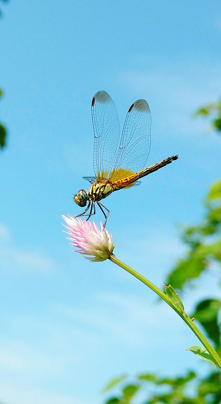 昆虫对天空的花朵特写图片素材