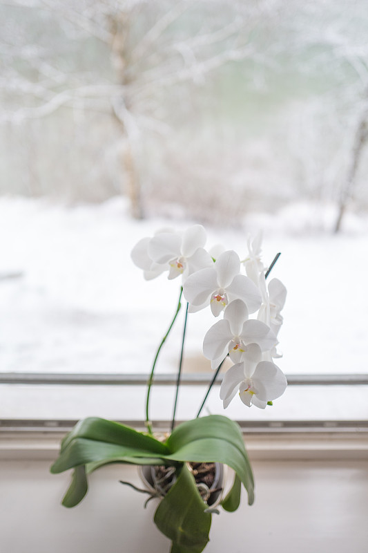兰花在冬天图片素材