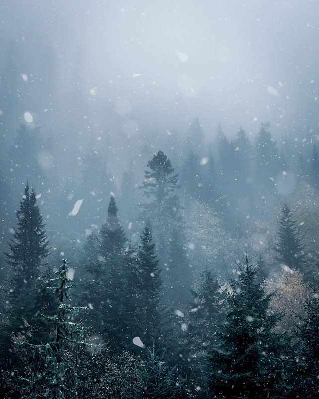 冬天森林里的树木图片素材