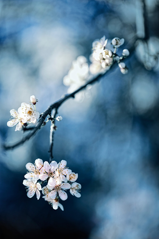 白色樱花在春天的特写图片素材