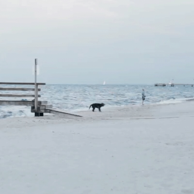在海滩上抖水的狗图片下载