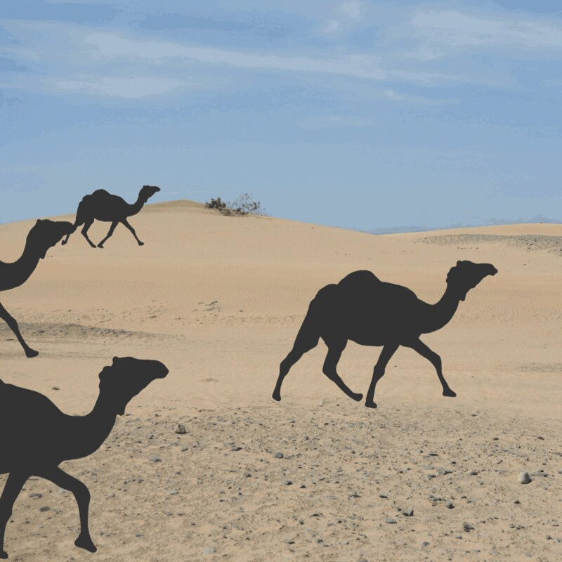 剪影骆驼跑过沙漠动画图片下载