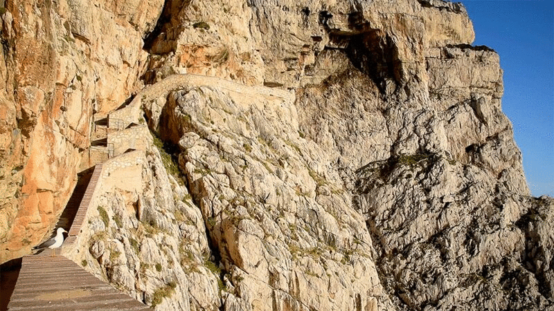 撒丁岛卡波卡西亚悬崖峭壁上的海鸥图片下载