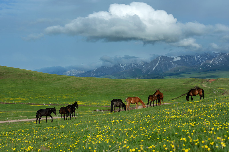 草原上吃草的马群图片下载
