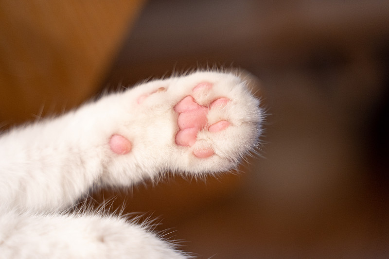 英国短毛田园猫粉肉垫爪子图片下载