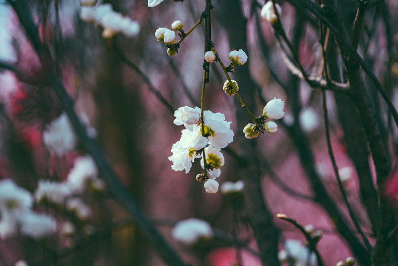 春季白色桃花近景特写图片素材