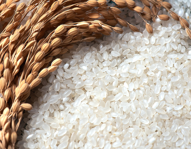 大米水稻图片素材