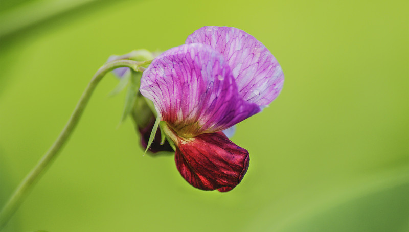 蝶花-春风吹着绿色背景前一朵豌豆花,像只煽动双翅的粉红花蝴蝶图片素材