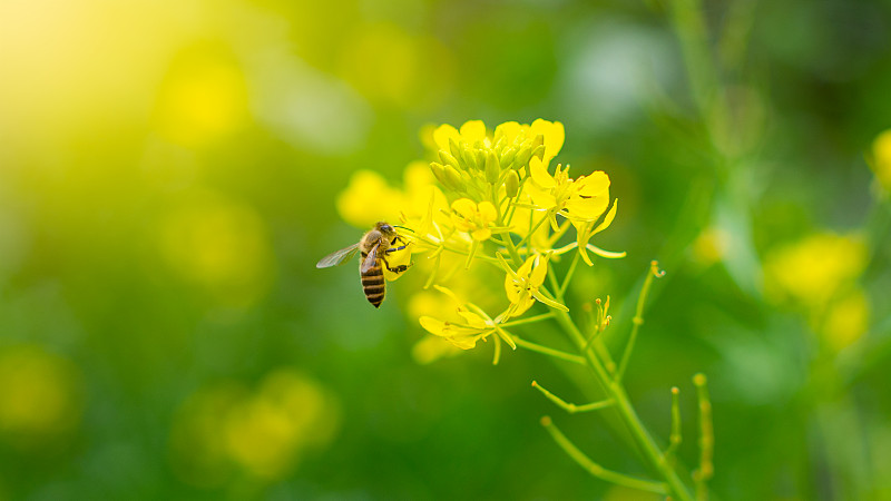 春天采蜜的蜜蜂图片下载