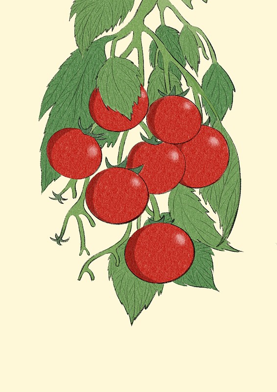 芒种-西红柿图片下载