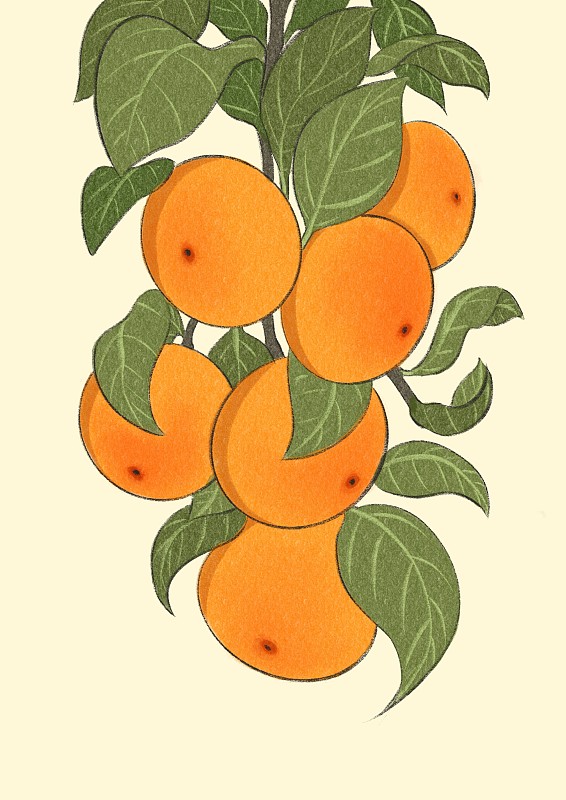 秋分-橘子图片素材