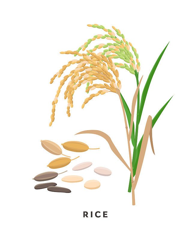 水稻、谷类、草和谷物图片下载