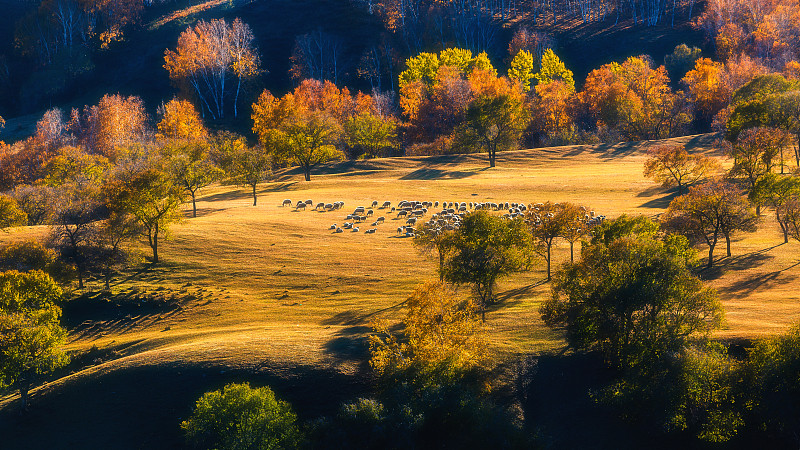 内蒙古坝上秋色与羊群图片下载