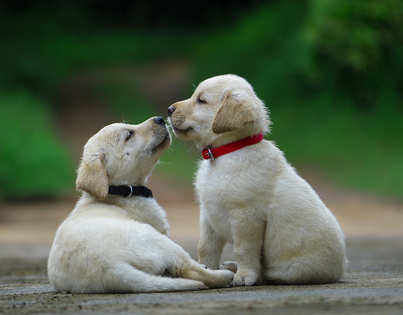 两只小狗互相嗅着图片下载