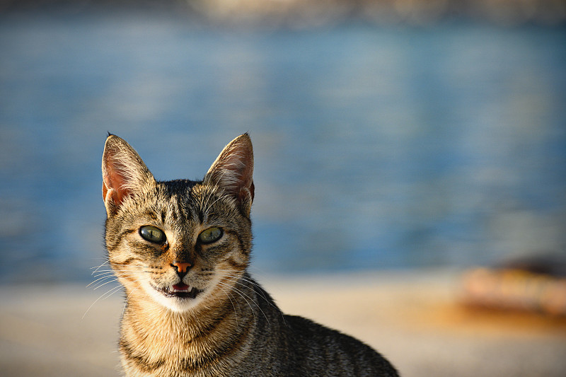 近距离的激动的虎斑猫头，克罗地亚的论坛图片素材