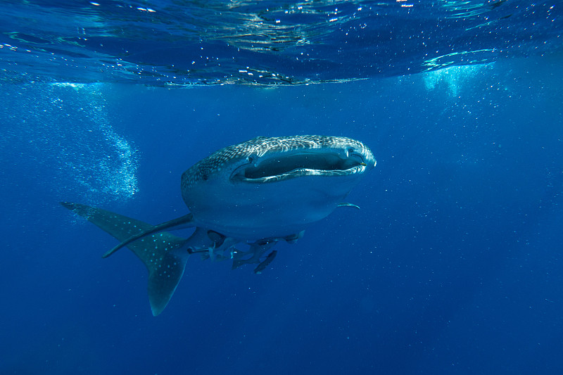 水下观鲸鲨(斑疹犀牛)在蓝色的水，赫尔加达，埃及图片素材