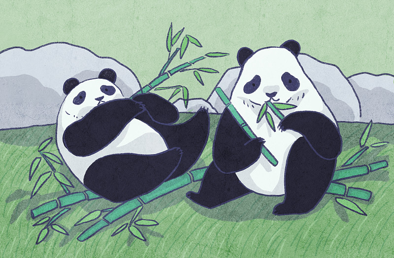 吃竹子的大熊猫图片下载