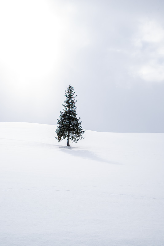 雪中圣诞树图片下载