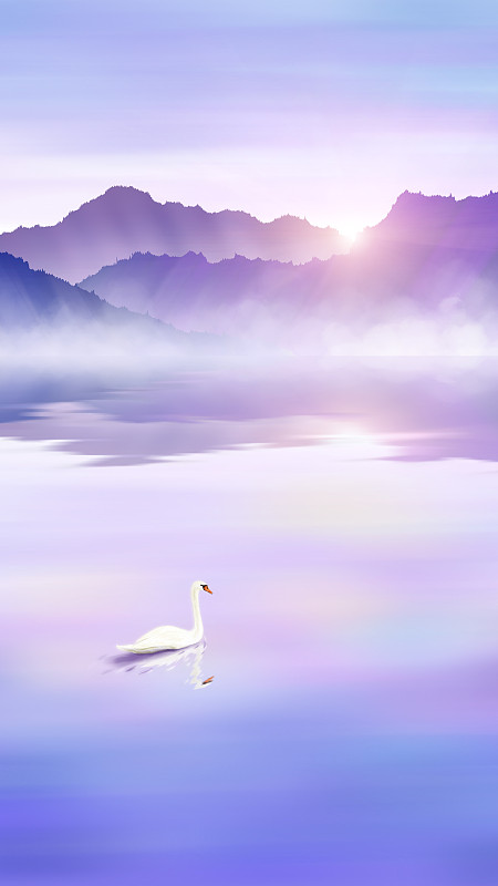日出时分在平静湖面上的白天鹅图片下载