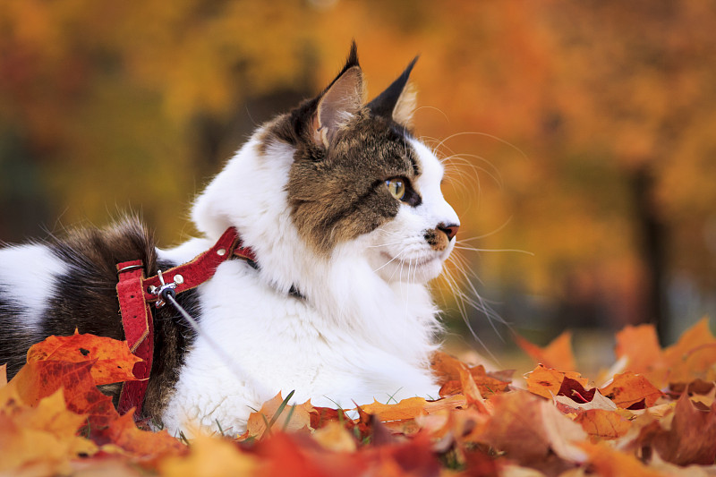芬兰Porvoo，一只躺在秋叶中的猫图片下载