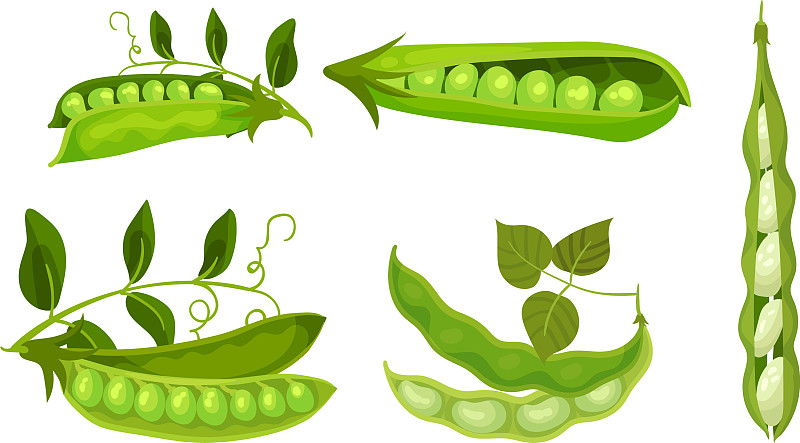 豌豆的种类名称及图片图片