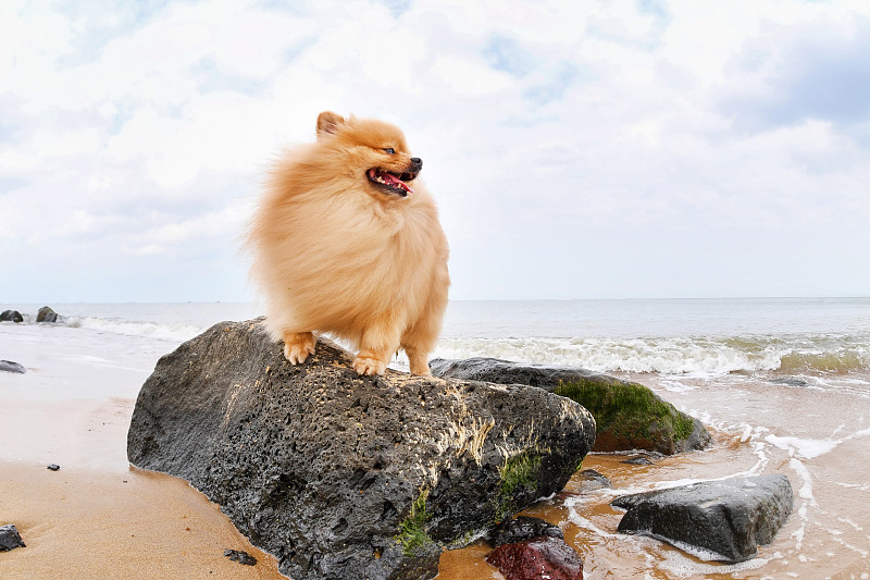 在海边的博美犬图片下载