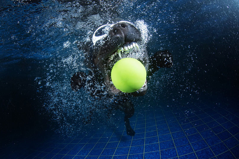 水下的黑色拉布拉多犬图片素材