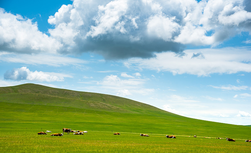 几头牛正在蓝天白云下的牧场休息图片下载