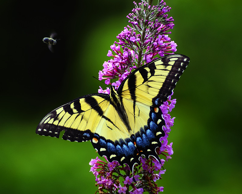 蝴蝶在紫花上传粉的特写，沃特金斯维尔，美国图片下载